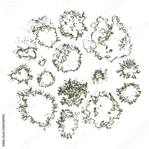 Overhead Tree Canopy Illustrations for Landscape Architecture and Site Planning