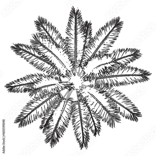 Palm Tree Top View Sketch Tropical Exotic Plant Silhouette Isolated on Transparent Backdrop