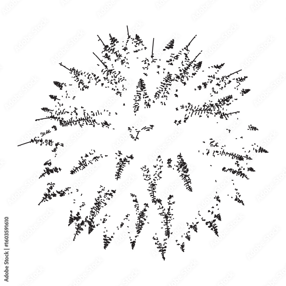 Fototapeta premium Detailed Silhouette of a Fern Top View Tropical Plant Isolated on Transparent Backdrop