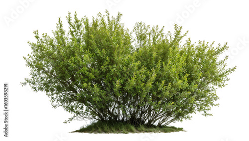 Isolated lush green shrub with dense rounded foliage against white background, perfect for garden designs, landscape architecture and environmental visualization projects