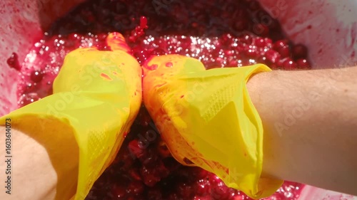 Winemaker wearing bright yellow gloves manually crushing ripe cherries in white metal bucket preparing homemade traditional wine during summer harvest. Winemaker crushing cherries for wine preparation