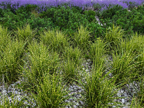 Striped Ornamental Grass and Purple Flowers Lavender in Landscape Design