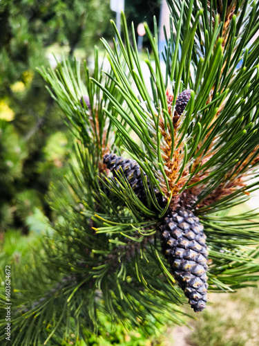 Close-up of Pine Cone on Branch with Green Needles and Buds