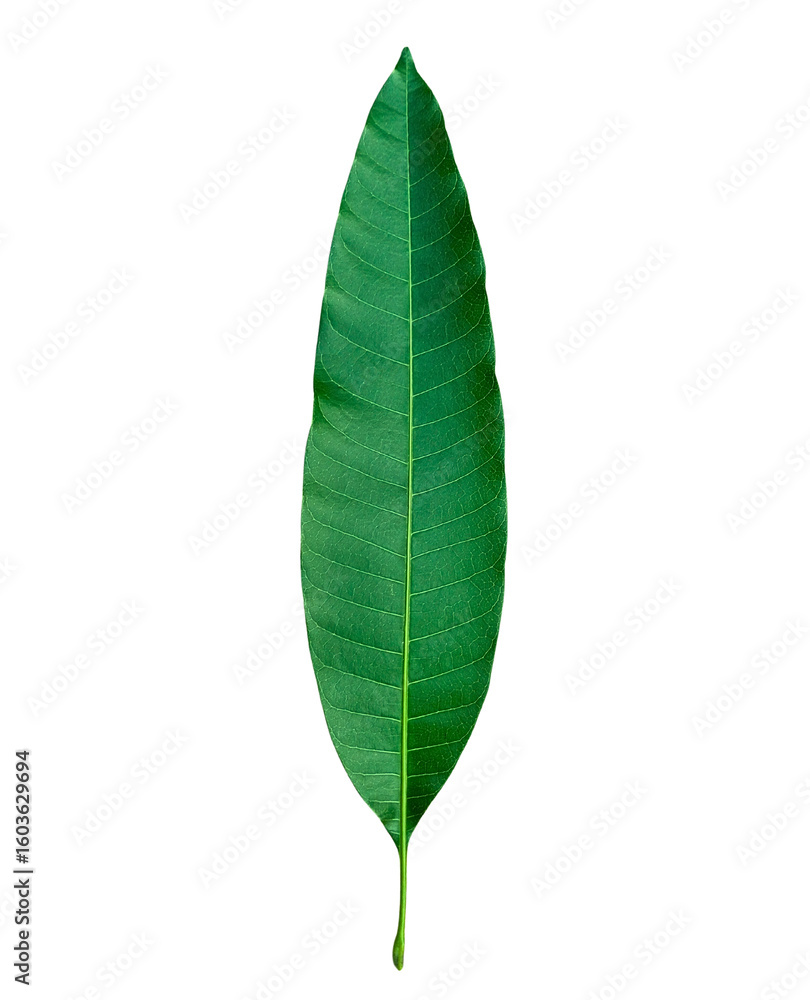 Fototapeta premium Young Mango Plant PNG – Single Mango Tree Sapling Isolated with Transparent Background