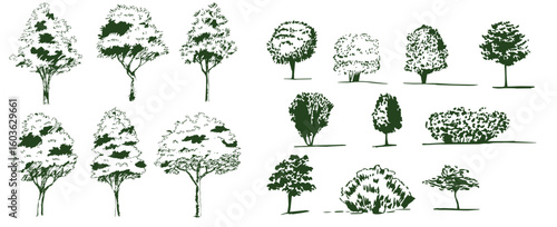 Vector drawing set of trees in engraving style. vintage tree illustration, black and white sketch