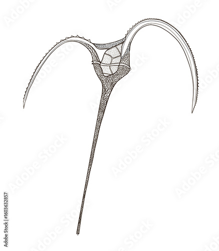 Dinoflagellate drawing microalgae for biology study