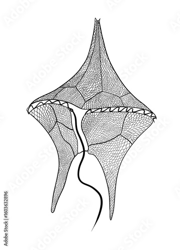 Hand drawn of dinoflagellate microalgae   