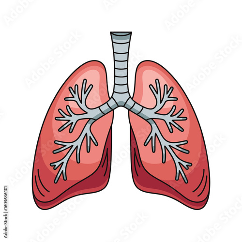 Illustration of human lungs and trachea
