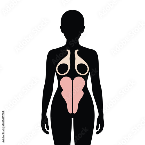 Diagram of the female reproductive system and mammary glands