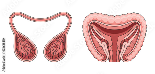 Anatomical illustration of human male and female reproductive systems