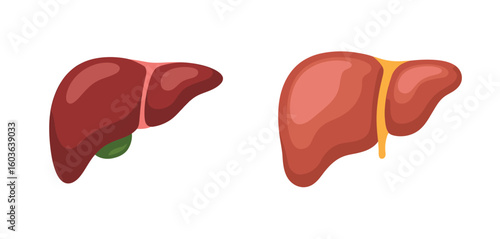 Anatomical illustration of human livers and gallbladder