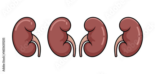 Four human kidneys illustrated in a row