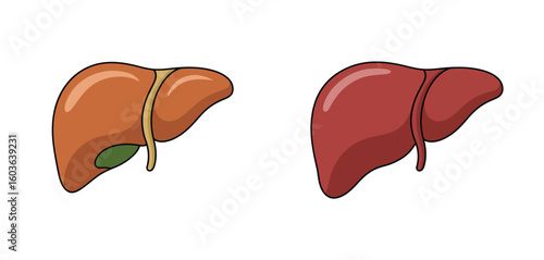 Comparison of healthy and unhealthy human liver anatomy