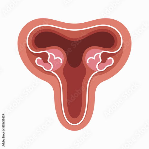 Stylized illustration of the female reproductive system