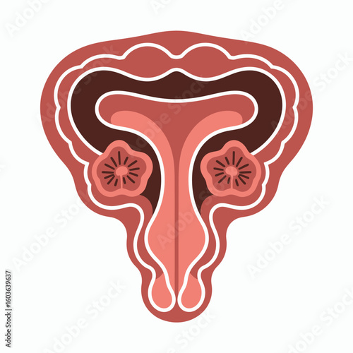 Stylized illustration of the female reproductive system