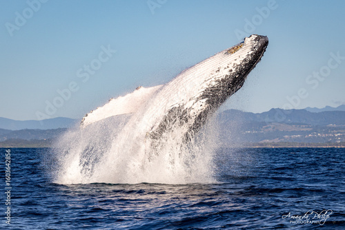 Fototapete Humpback whale breaching in the wild