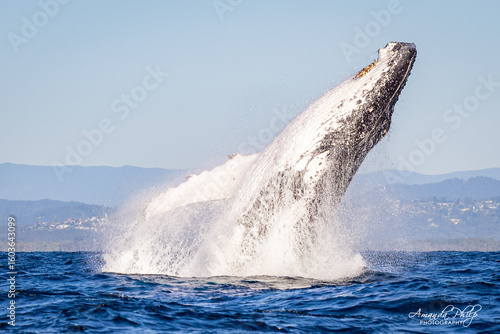 Humpback whale breaching in the wild