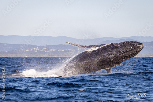 Whale breaching in the wild