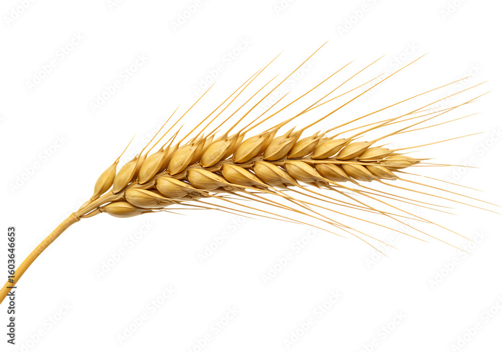 Golden wheat spike close up on a black background showing detail and texture for agriculture or food related content Golden wheat spike close up on a black background showing detail and texture for agriculture or food related content
