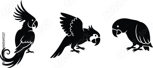 Charming silhouette collection featuring three distinct parrots in minimalist black and white style