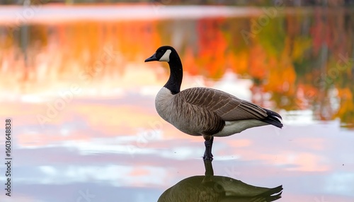 A Canada goose stands on a calm lake at sunset