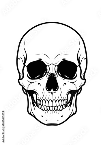 A detailed black and white line art illustration of a human skull in a frontal, symmetrical view.