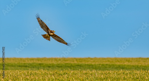 Hawk soaring above a field