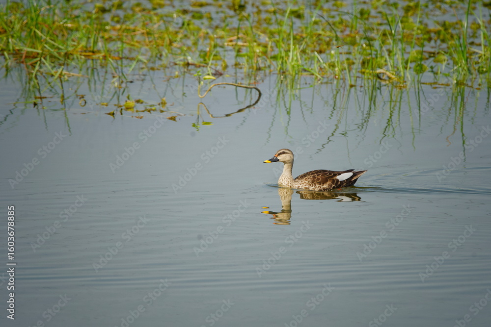 Fototapeta premium Spot billed duck swimming in a lake with lotus leaves