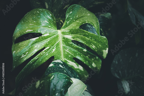 A leafy green plant with white spots on it