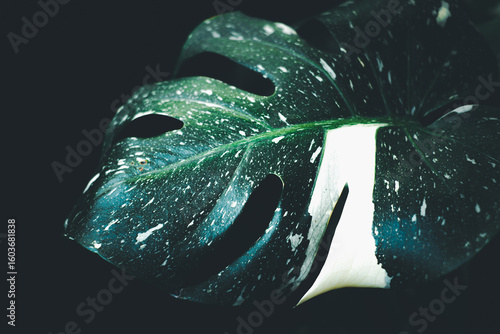 A leaf with white and blue spots is shown in a black background