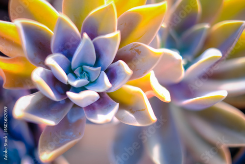 A close up of a purple and yellow flower with a blue center