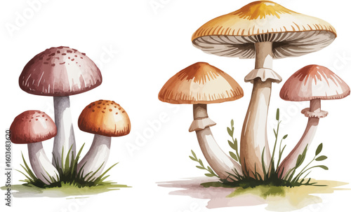 Watercolor Illustration of Varied Mushrooms with Spotted Caps Growing in Patches of Green Grass