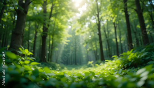green forest in the morning