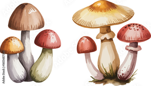Watercolor Style Illustration Groups of Mushrooms with Brown, Orange, and Red Caps