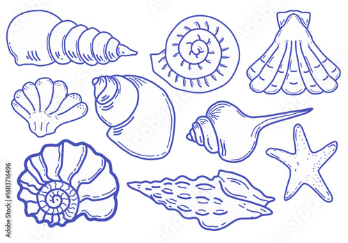 Set of hand drawn seashells drawing ink. Line art marine life seashell outline collection