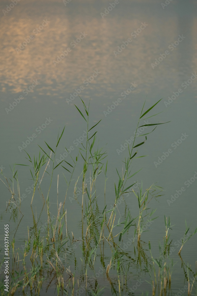 Green reed growing out of clear lake water with soft light reflections. Green reed growing out of clear lake water with soft light reflections.