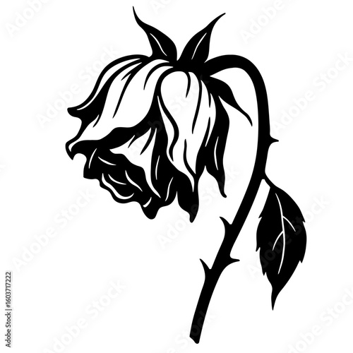 Wilting Dying Rose Flower - Symbol of Fading Beauty and Loss Black and White Illustration
