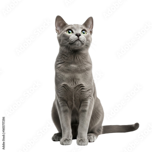 A curious grey cat sitting and looking up with bright eyes
