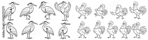 Herons and roosters depicted in line art. Bird, wildlife, farm, livestock, fowl, poultry, nature, avian, standing, drawing, illustration, farmyard, animal, black, white