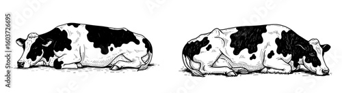 Two cows lie down relaxing in black and white. Farm animal, sleep, peaceful, rural, livestock, mammal, resting, country, tranquility, pasture, bovine