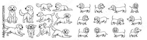 Cartoon dogs in various poses, line art. Golden retrievers and dachshunds illustrations. Canine, pet, animal, drawing, sketch, breed, fun, comic.