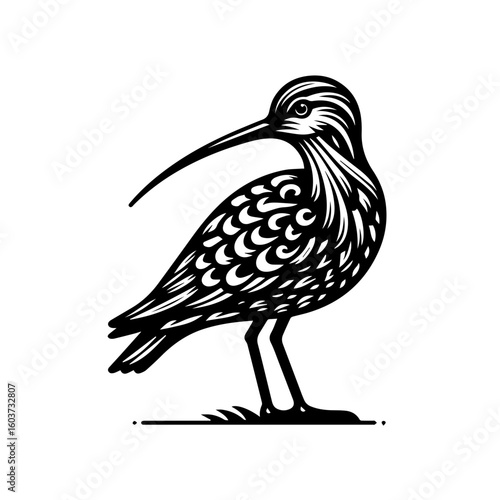 Stylized Black and White Curlew Bird Illustration.