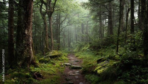 Misty mountain path through dense forest