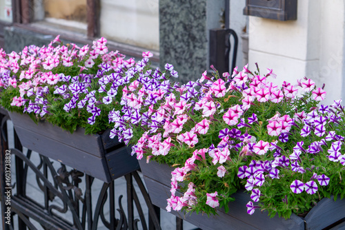 Foto Colorful petunias in balcony flower boxes mounted on a decorative metal railing, summer floral decoration on a townhouse facade in the city center