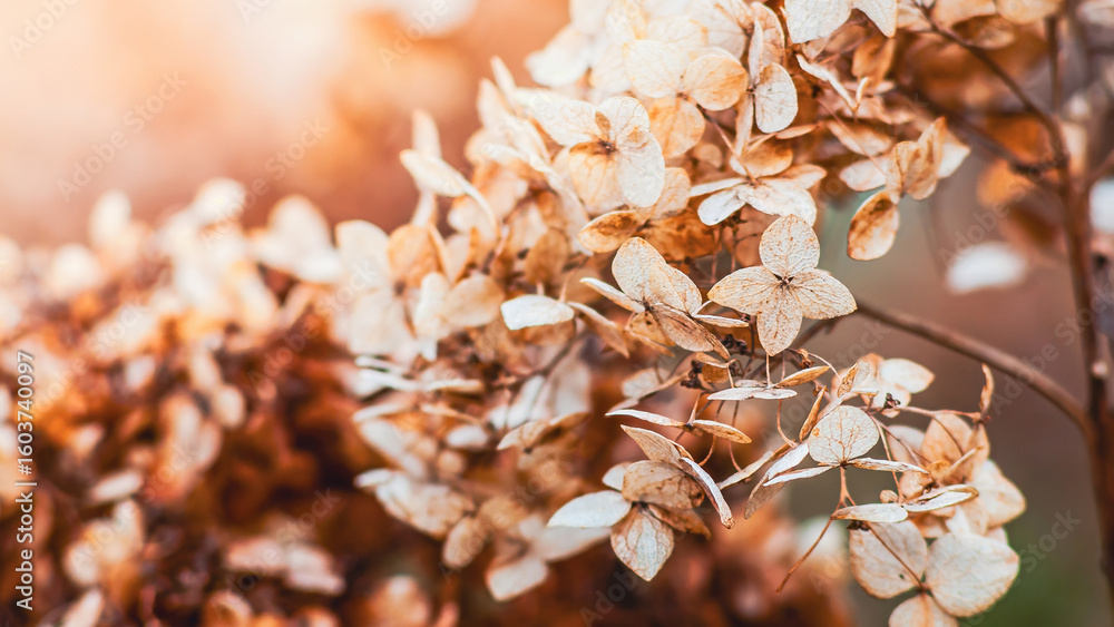 Fototapeta premium Dried hydrangea flowers in warm autumnal tones, bathed in soft light.