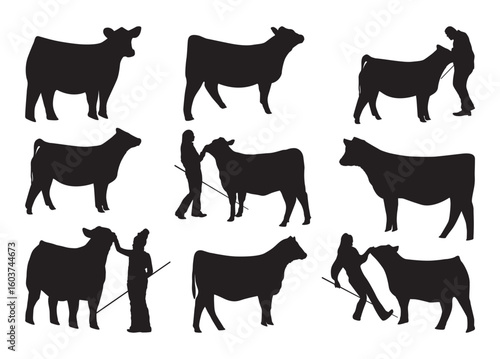 Show Heifer vector, Show Heifer clipart, Show Heifer silhouette