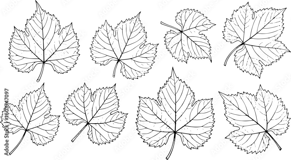 Obraz premium grape leaves, various shapes and sizes, intricate vein patterns, delicate black line art on a white background