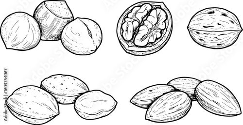 a set of black and white outline drawings of nuts, including hazelnuts, walnuts, almonds, vector illustration, simplicity

