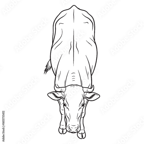 Black-spotted Cow Essential Nature Glimpse - Cow vector - Cow Line art - Cow Drawing - Vector Lineart of Cow - cow logo - cow outline

