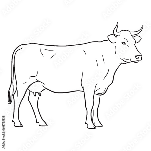 Uddered Figure Terrestrial Form View - Cow vector - Cow Line art - Cow Drawing - Vector Lineart of Cow - cow icon - outline of cow

